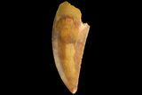 Serrated, Raptor Tooth - Real Dinosaur Tooth #179604-1